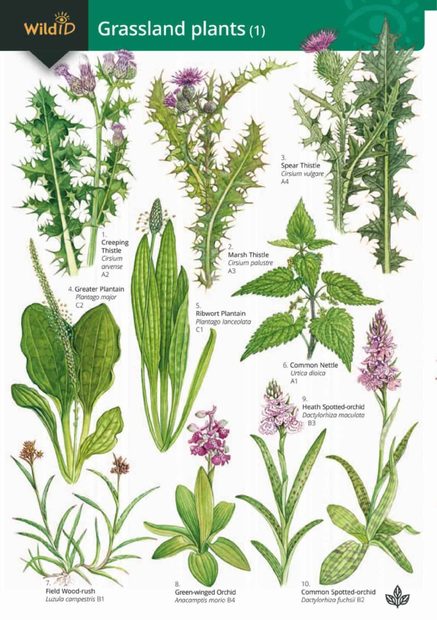 Guide to Grassland Plants 1