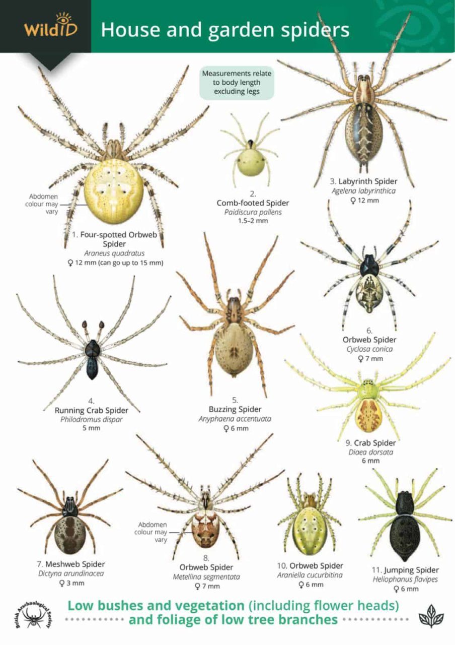 A Guide To House And Garden Spiders Nhbs Field Guides Natural