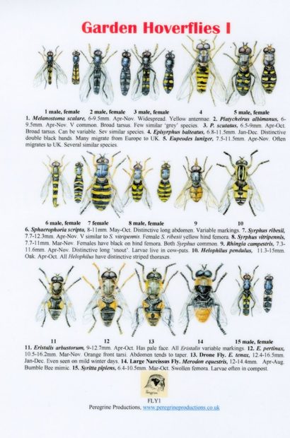 Garden Hoverflies 1