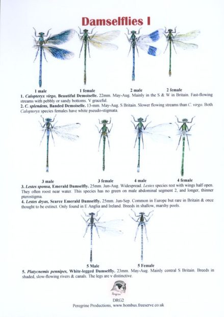 Damselflies I