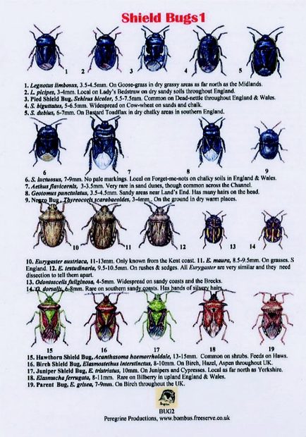 Shield Bugs 1