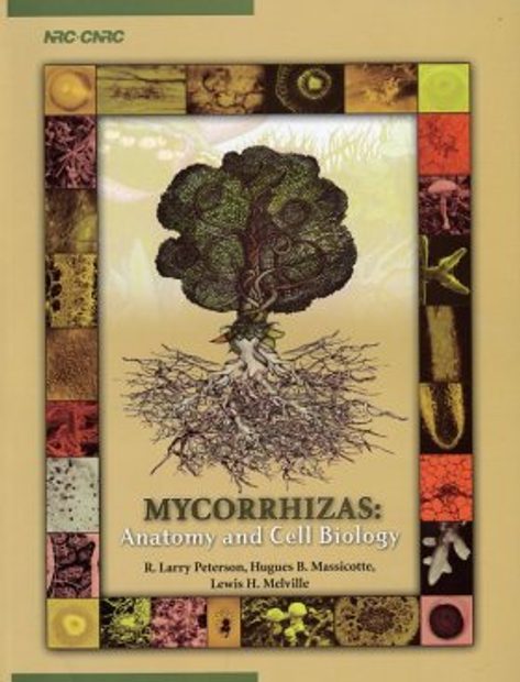 Mycorrhizas: Anatomy and Cell Biology