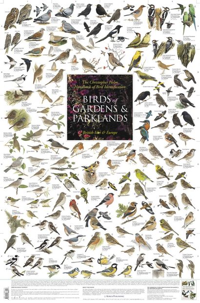 Birds of Gardens and Parklands: British Isles and Europe - Poster