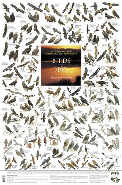 Birds of Prey: British Isles and Europe - Poster