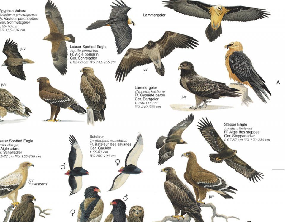 Identify birds of prey