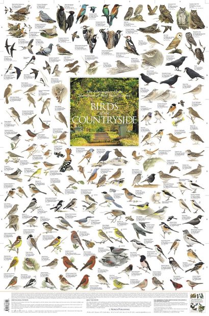 Birds Of The Countryside: British Isles And Europe - Poster 