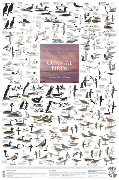 Coastal Birds: British Isles and Europe - Poster