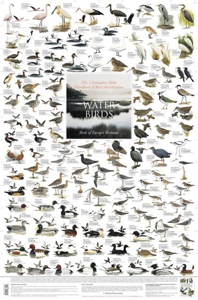 Water Birds: Birds Of Europe's Wetlands - Poster 