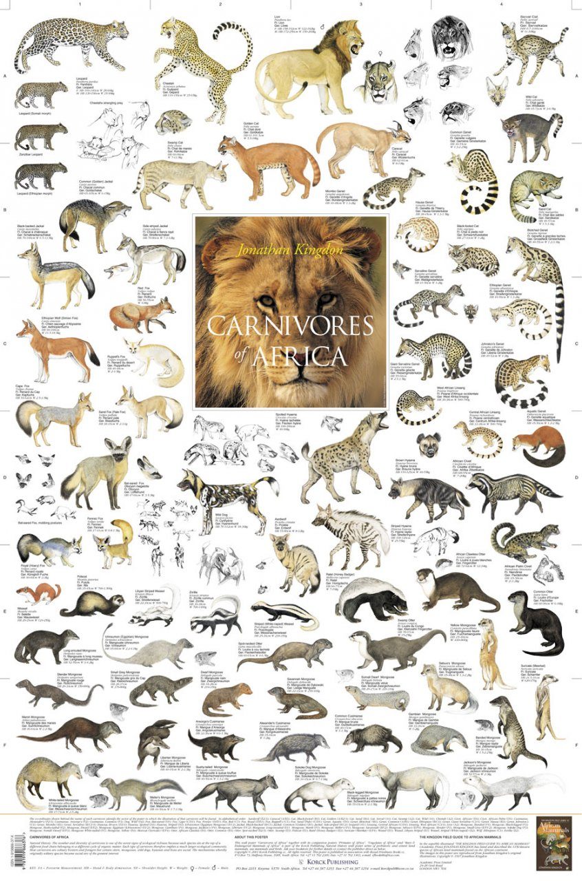 Carnivores of Africa - Poster | NHBS Field Guides ...