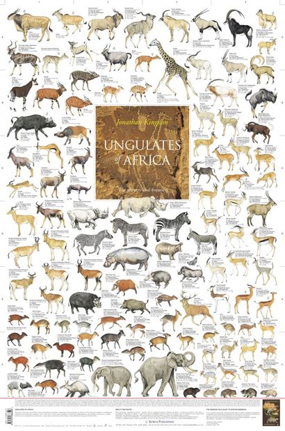 Ungulates of Africa - Poster