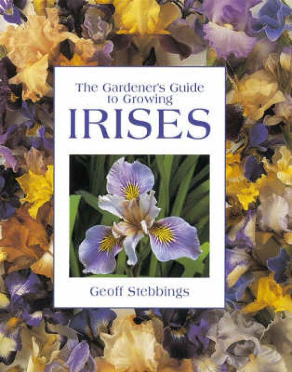 Growing Irises / Bearded Irises How To Grow Location Soil Disease And Planting : Features of growing of irises in the garden.