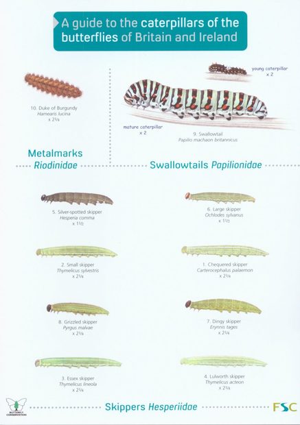A Guide to the Caterpillars of the Butterflies of Britain and Ireland