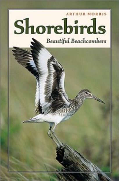 Shorebirds: Beautiful Beachcombers