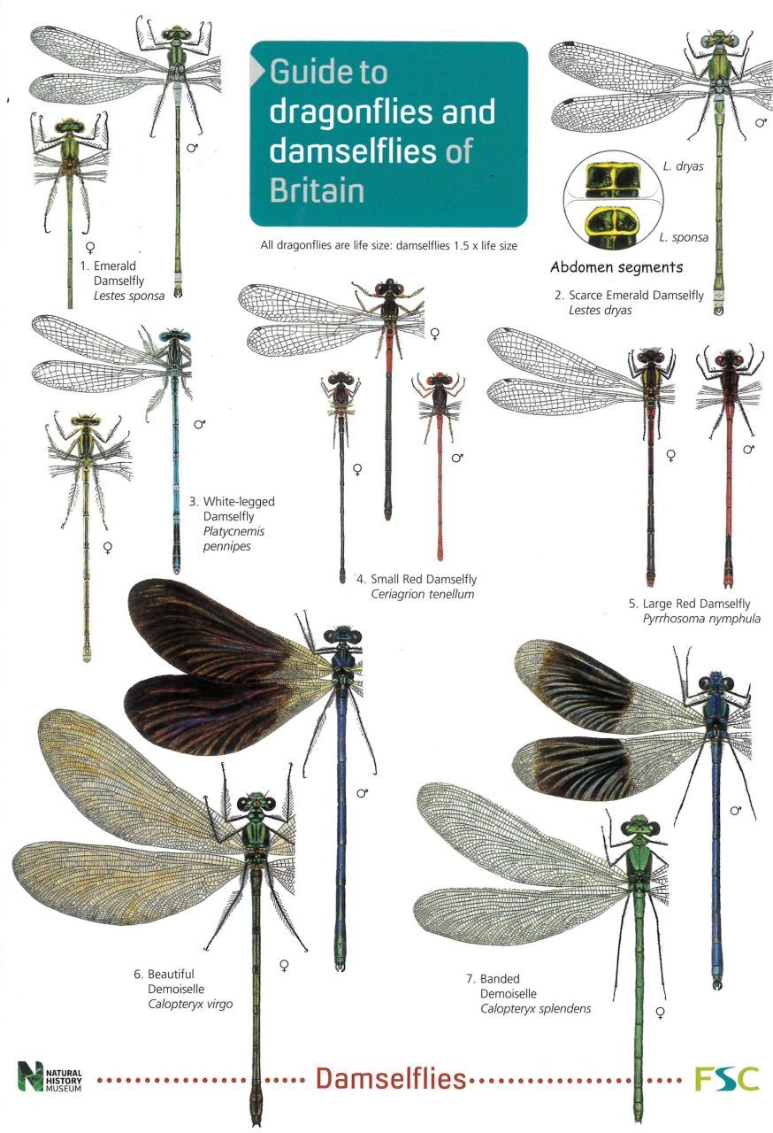 Guide to the Dragonflies and Damselflies of Britain | NHBS Field Guides ...