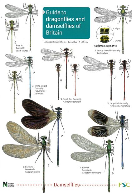 Guide to the Dragonflies and Damselflies of Britain