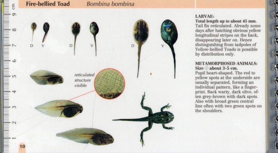 Amphibians of Central Europe - Whose tadpole is it?