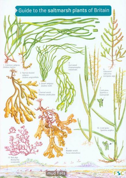 Guide to the Saltmarsh Plants of Britain