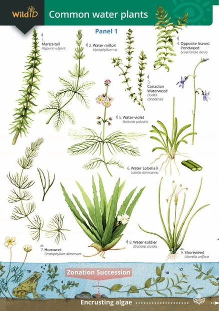 Guide to Commoner Water Plants