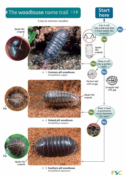 The Woodlouse Name Trail