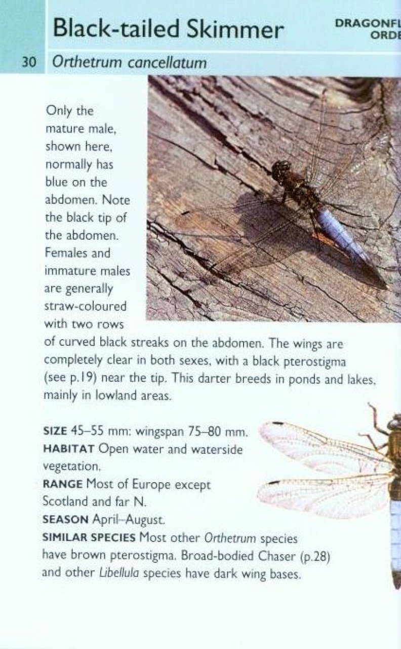 Collins Gem Guide Insects Michael Chinery Nhbs Book Shop