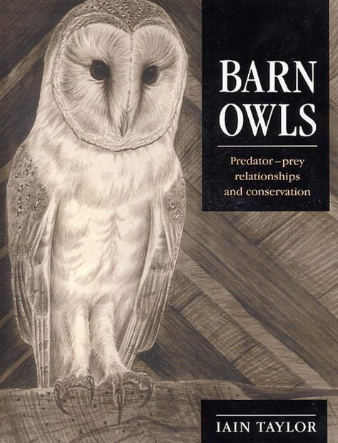 Barn Owls