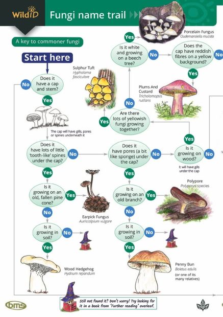 The Fungi Name-Trail