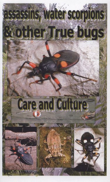 Assassins, Waterscorpions & Other True Bugs