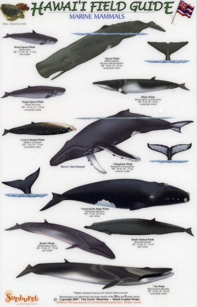 Hawaii Field Guides: Marine Mammals | NHBS Field Guides & Natural History