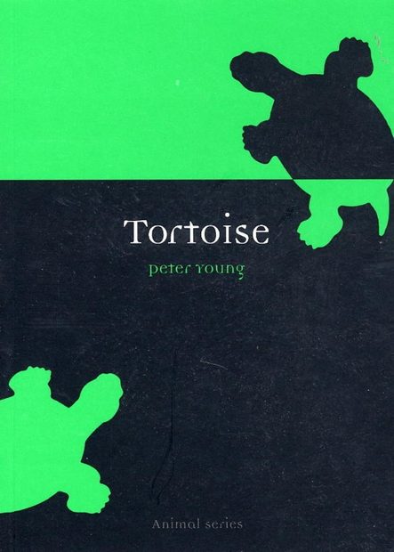Tortoise