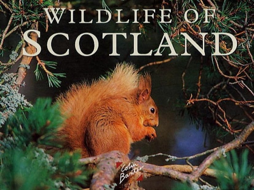 Wildlife of Scotland