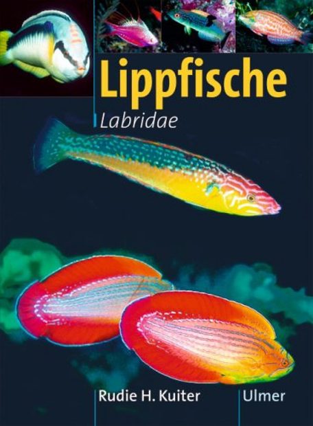 Lippfische (Labridae)