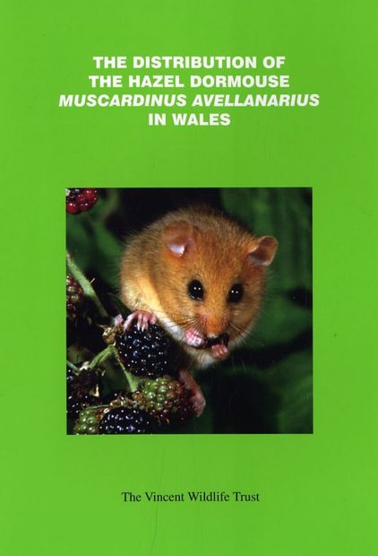 The Distribution of the Hazel Dormouse Muscardinus avellanarius in Wales