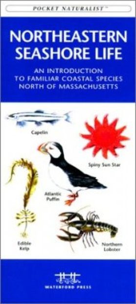 Northeastern Seashore Life