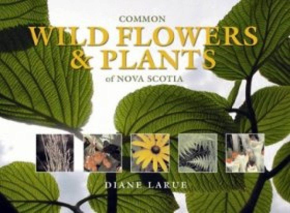 Mon Wild Flowers And Plants Of Nova Scotia Nhbs Field Guides Natural History