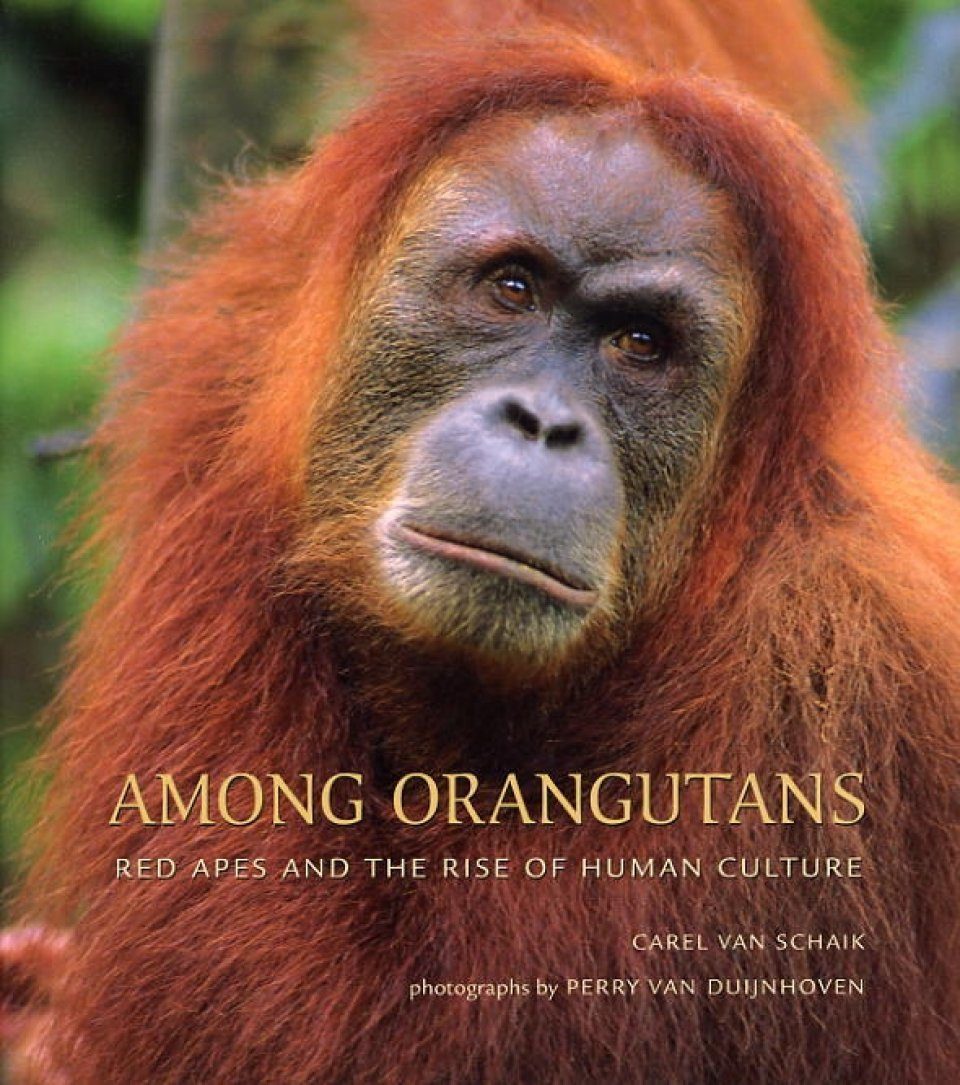 Among Orangutans: Red Apes and the Rise of Human Culture | NHBS Academic &  Professional Books