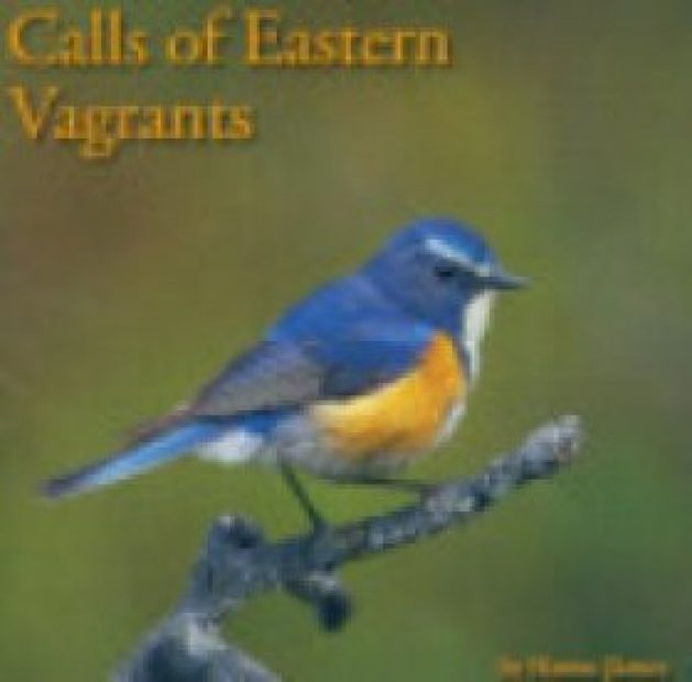 Calls of Eastern Vagrants