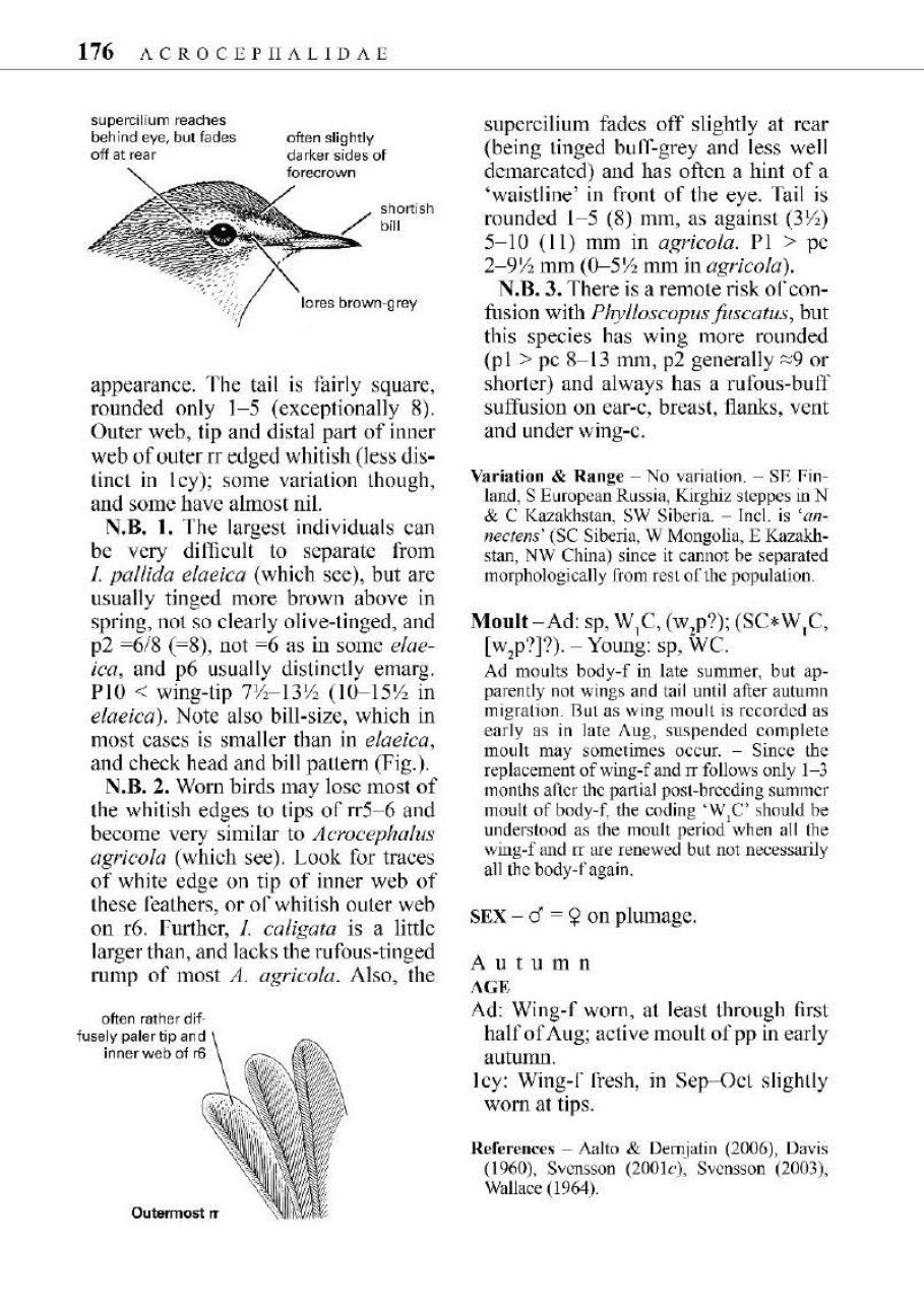 Identification Guide to European Passerines | NHBS Field Guides ...