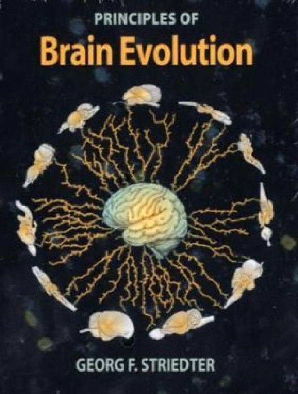 Principles of Brain Evolution | NHBS Academic & Professional Books