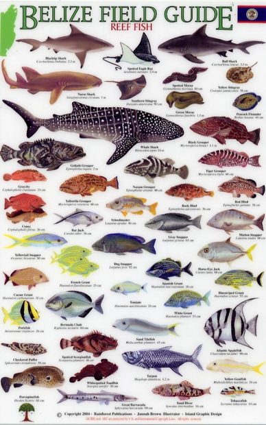 Belize Field Guides: Reef Fish