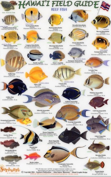Hawaii Field Guides: Reef Fish 1 (Small Fish) [English / Hawaiian]