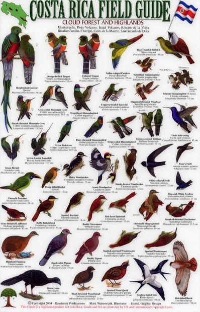 Costa Rica Field Guide: Birds of the Cloud Forest and Highlands [English / Spanish]