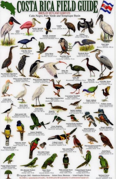 Costa Rica Field Guide: Birds of Wetland Habitats: Cano Negro, Palo ...