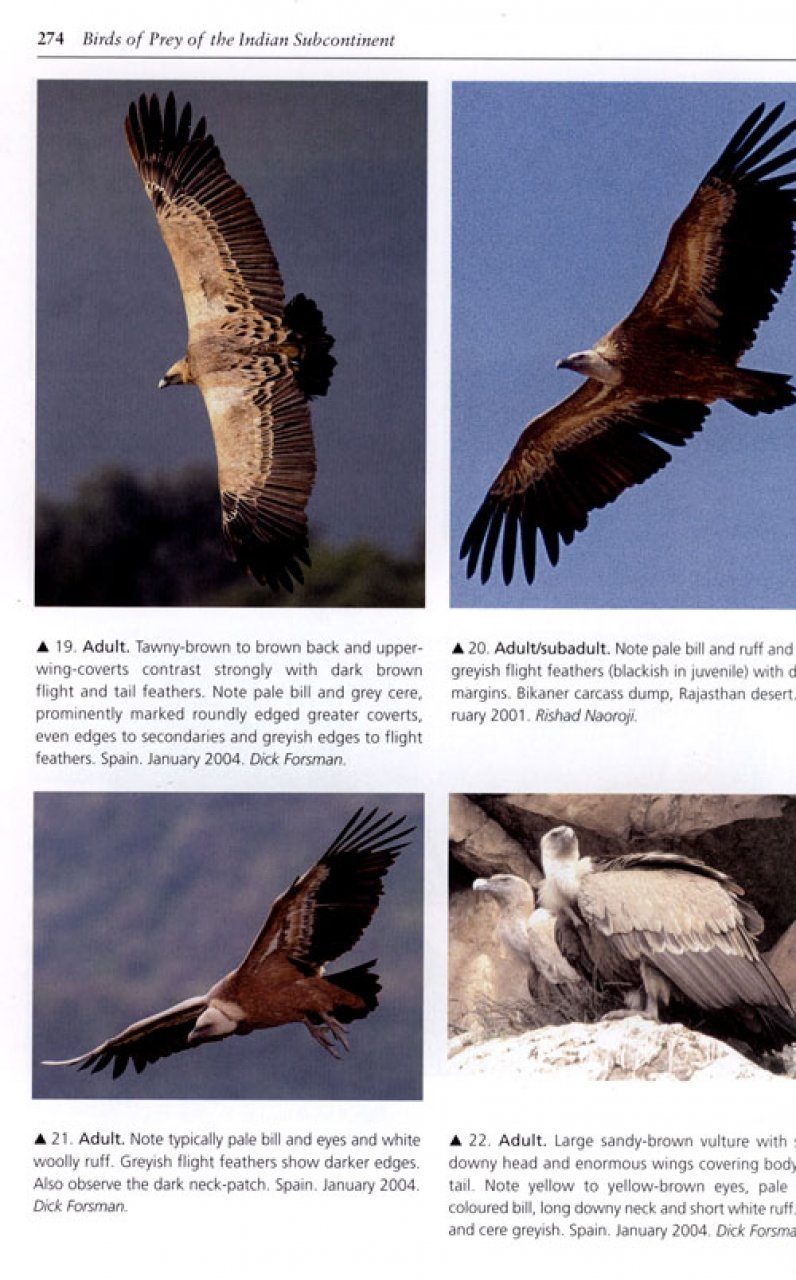 Birdist Rule #93: Understand How Different Raptors Are Built to Hunt Their  Prey