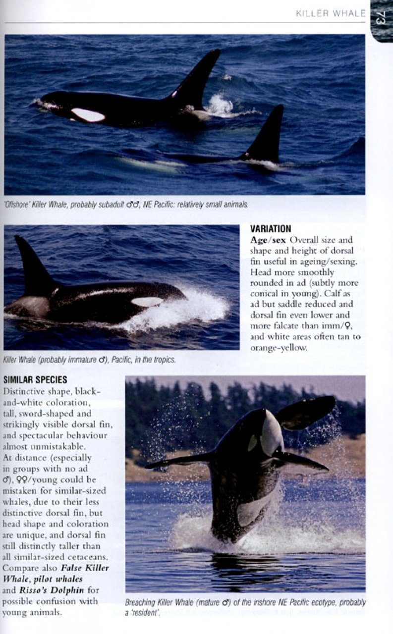 Whales Dolphins And Seals A Field Guide To The Marine