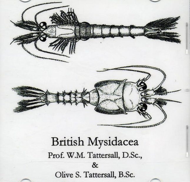 British Mysidacea