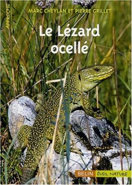 Le Lezard Ocelle