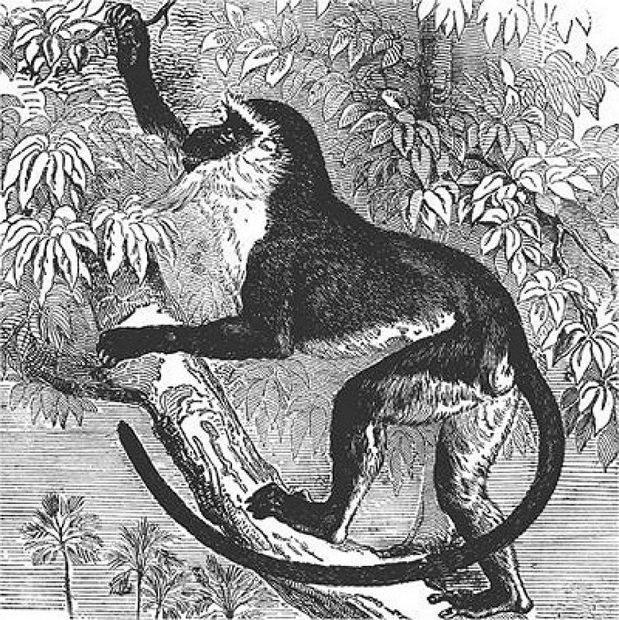 On the Origin of Species... The Descent of Man