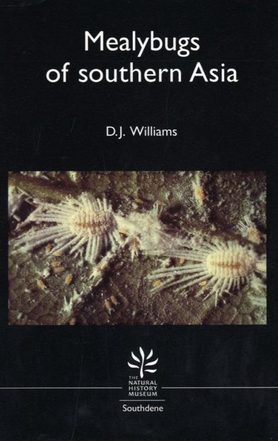 The Mealybugs of Southern Asia