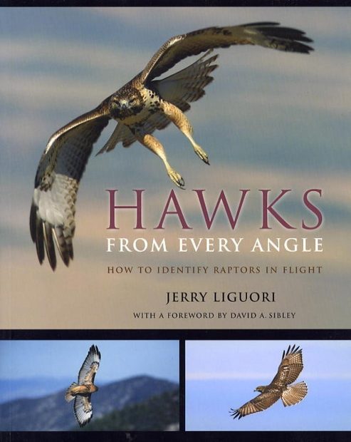 Hawks from Every Angle