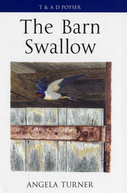 The Barn Swallow